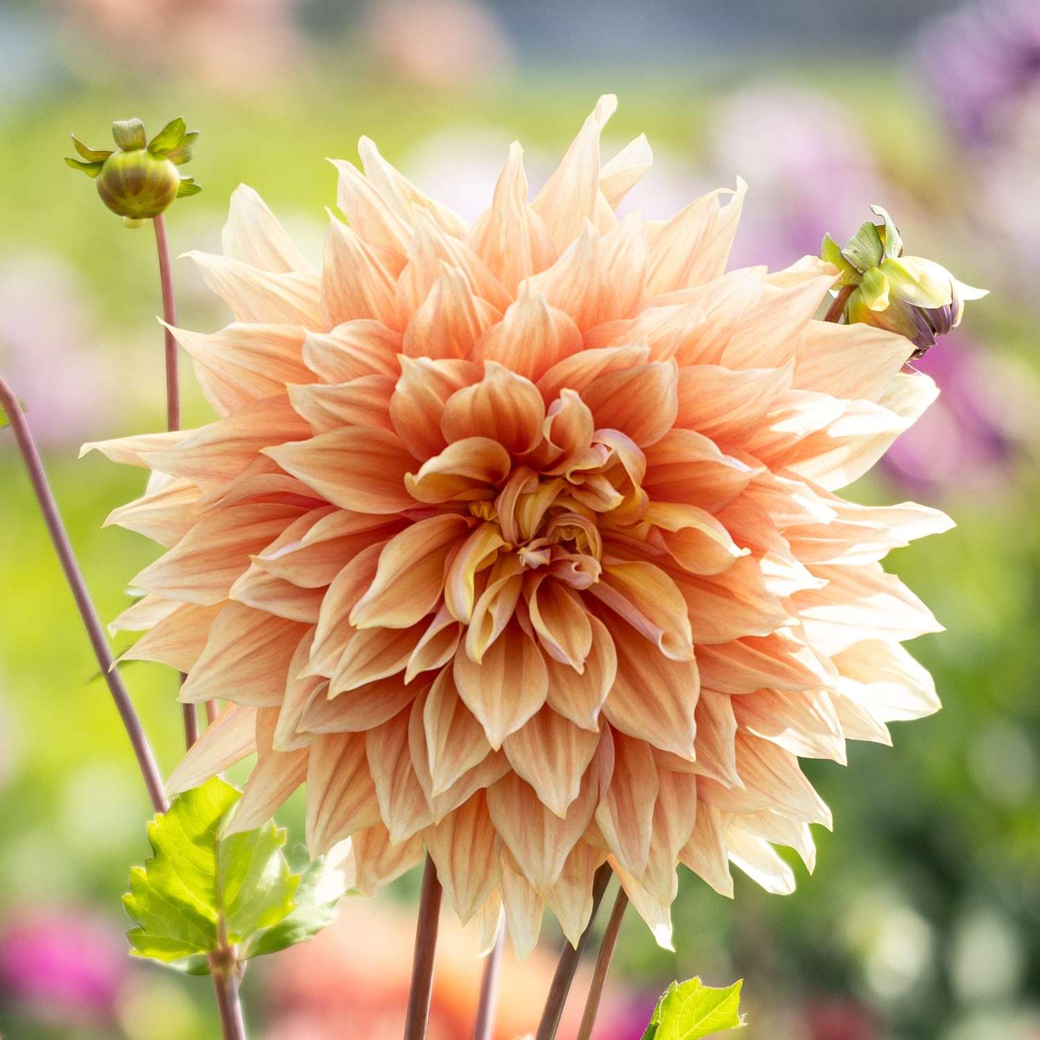 Dahlia 'Mango Madness'